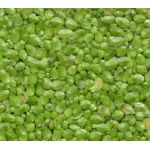 Live Duckweed for sale