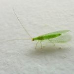 Green Lacewing - Natural Pest Control