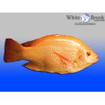 Hawaiian Gold Tilapia Fingerlings