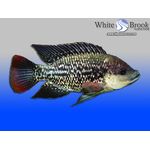 Mozambique Tilapia Fingerlings