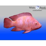 Red Nile Tilapia Fingerlings