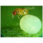 Trichogramma - Natural Pest Control