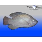 White Brook White Nile Tilapia Fingerlings
