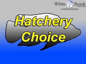 Hatchery Choice Tilapia Fingerlings