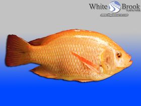 Hawaiian Gold Tilapia Fingerlings