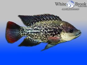 Mozambique Tilapia Fingerlings