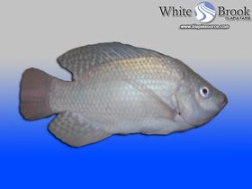White Brook White Nile Tilapia Fingerlings