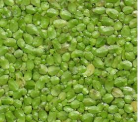 Live Duckweed for sale