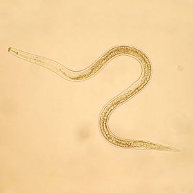 Beneficial Nematodes - Natural Pest Control