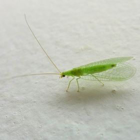 Green Lacewing - Natural Pest Control