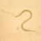 Beneficial Nematodes - Natural Pest Control