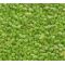 Live Duckweed for sale