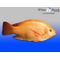 Hawaiian Gold Tilapia Fingerlings
