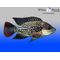 Mozambique Tilapia Fingerlings