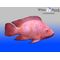 Red Nile Tilapia Fingerlings