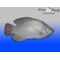 White Brook White Nile Tilapia Fingerlings